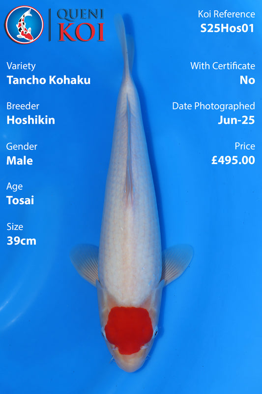 Tancho Kohaku - S25Hos01