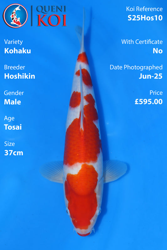 Kohaku - S25Hos10