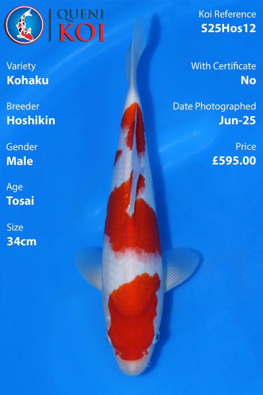 Kohaku - S25Hos12