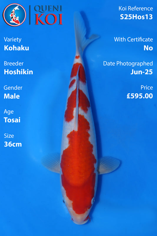 Kohaku - S25Hos13