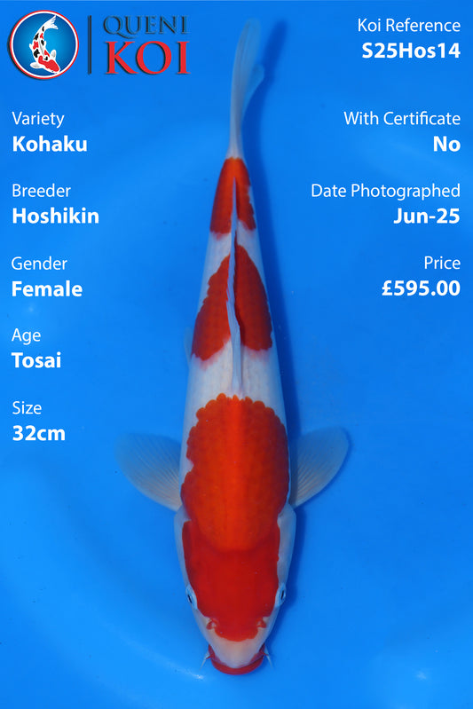 Kohaku - S25Hos14