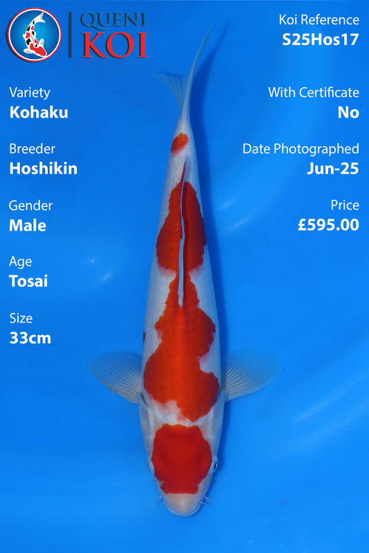 Kohaku - S25Hos17