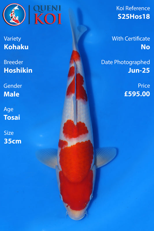 Kohaku - S25Hos18