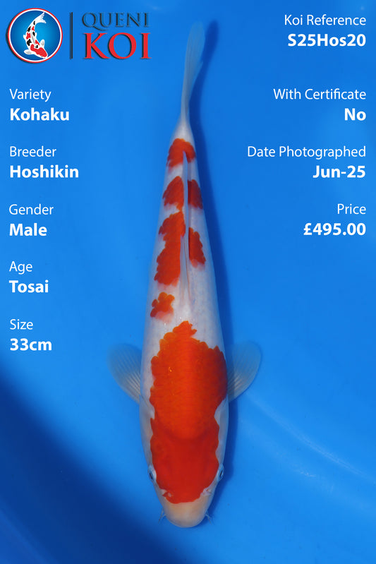 Kohaku - S25Hos20
