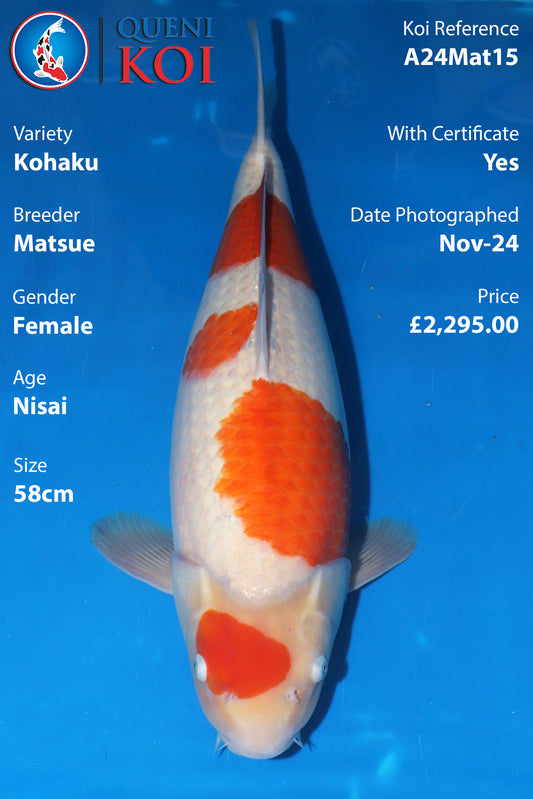 Kohaku - A24Mat15