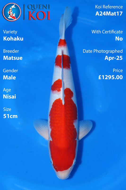 Kohaku - A24Mat17