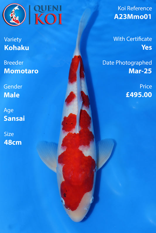 Kohaku - A23Mmo01