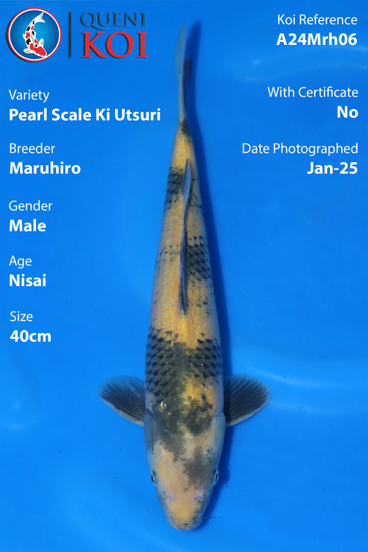 Pearl Scale Ki Utsuri - A24Mrh06