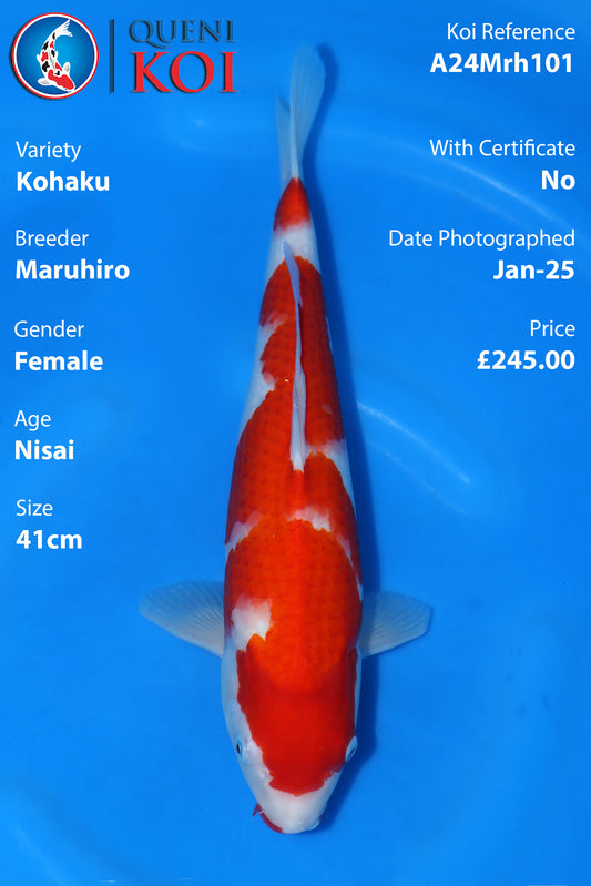Kohaku - A24Mrh101
