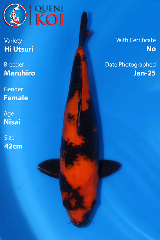 Hi Utsuri - A24Mrh116