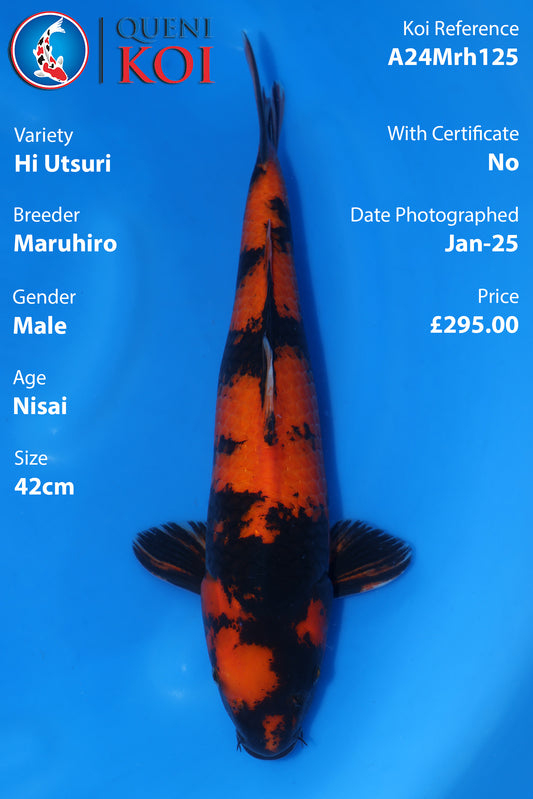 Hi Utsuri - A24Mrh125