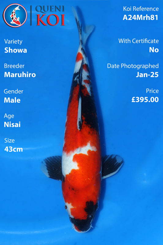 Showa - A24Mrh81