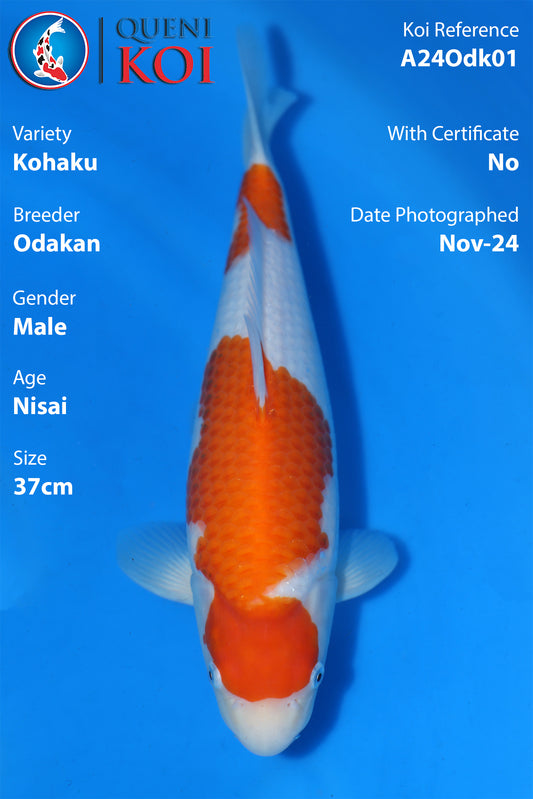 Kohaku - A24Odk01