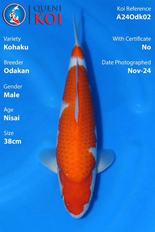 Kohaku - A24Odk02