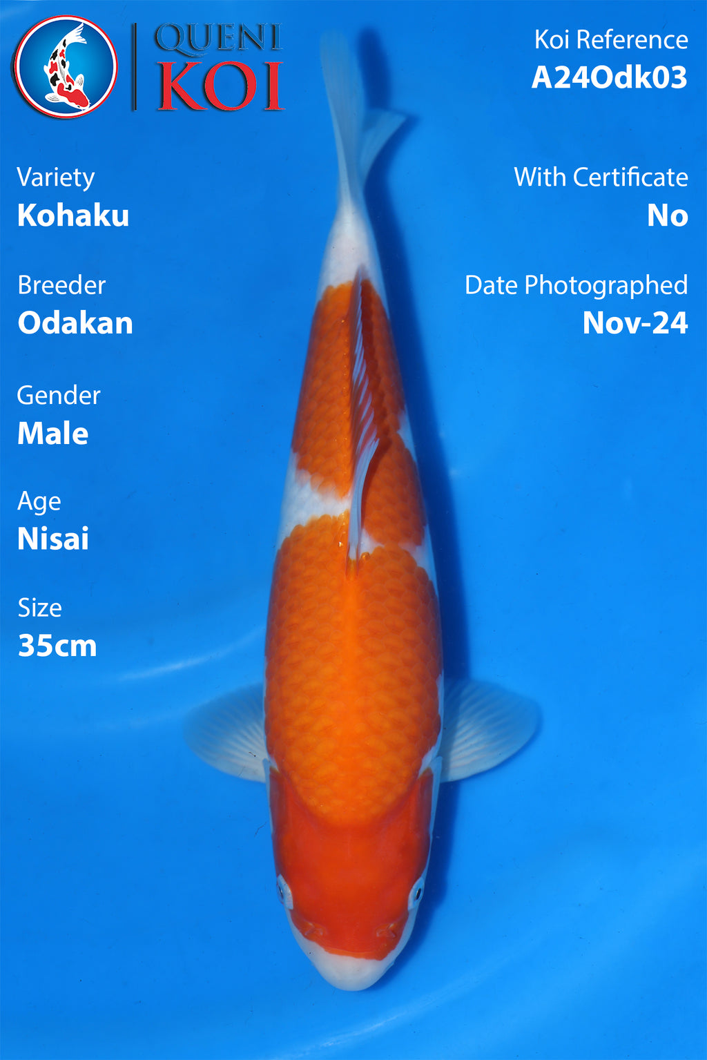 Kohaku - A24Odk03