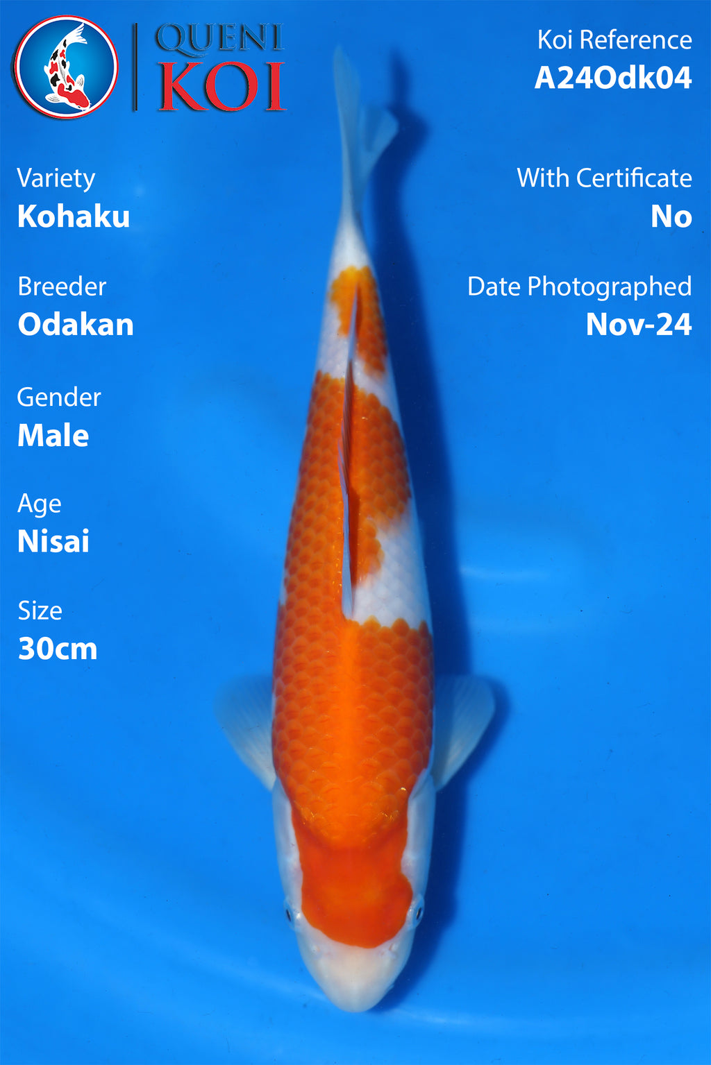 Kohaku - A24Odk04