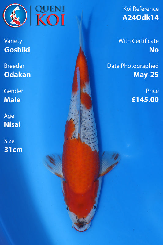 Goshiki - A24Odk14