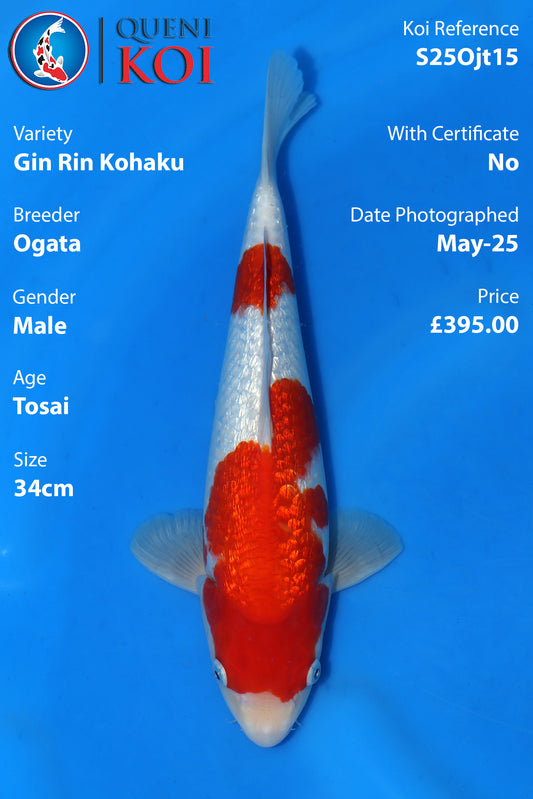 Gin Rin Kohaku - S25Ojt15