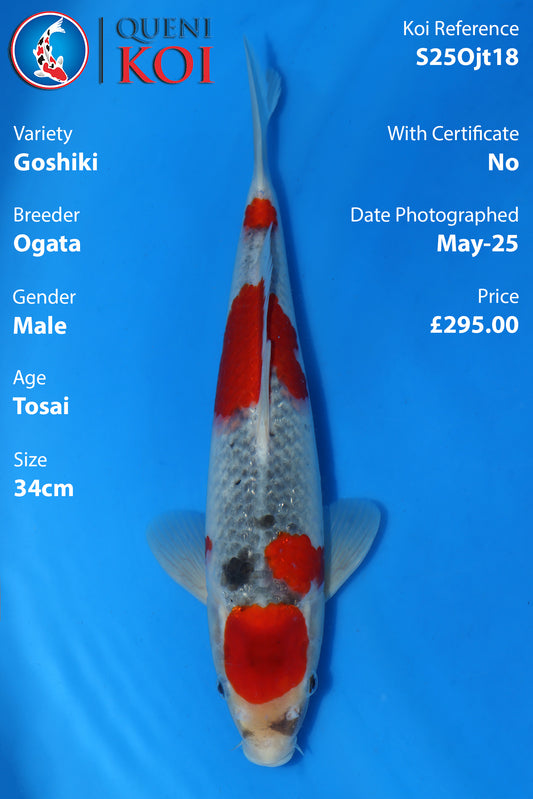 Goshiki - S25Ojt18