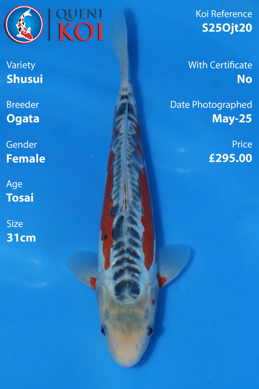 Shusui - S25Ojt20