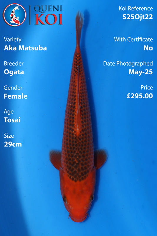 Aka Matsuba - S25Ojt22