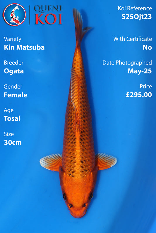 Kin Matsuba - S25Ojt23