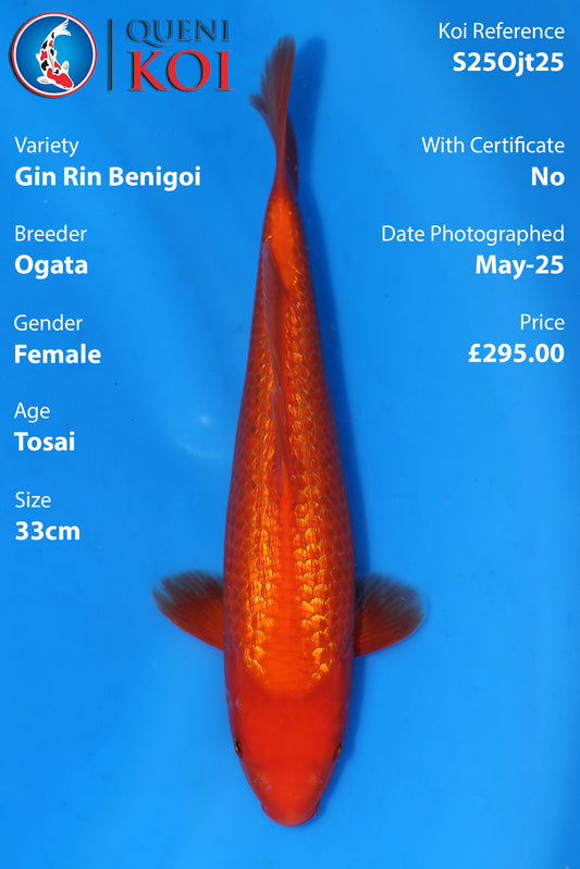 Gin Rin Benigoi - S25Ojt25