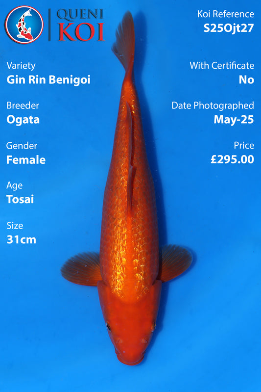 Gin Rin Benigoi - S25Ojt27