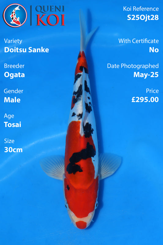 Doitsu Sanke - S25Ojt28