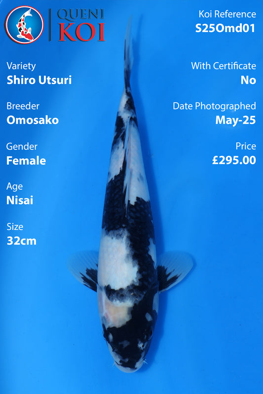 Shiro Utsuri - S25Omd01