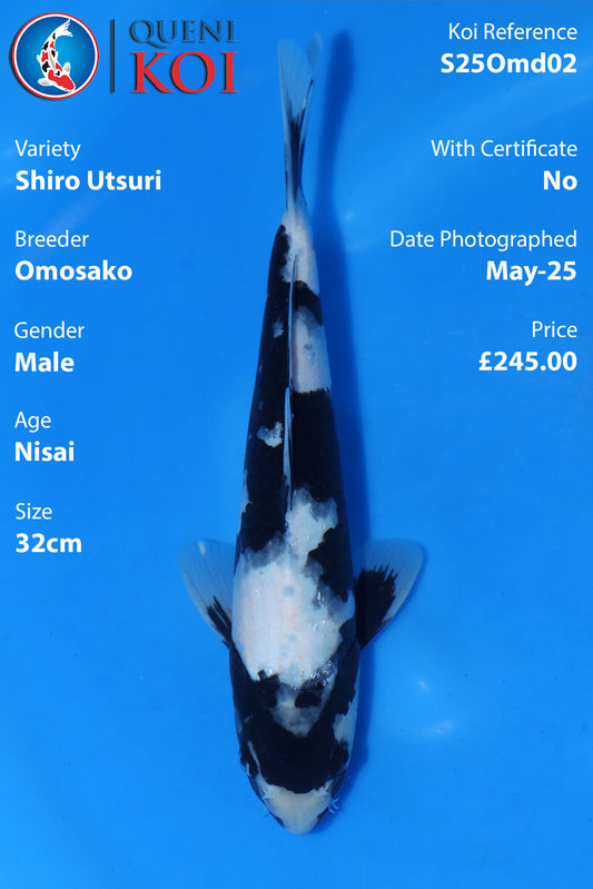 Shiro Utsuri - S25Omd02