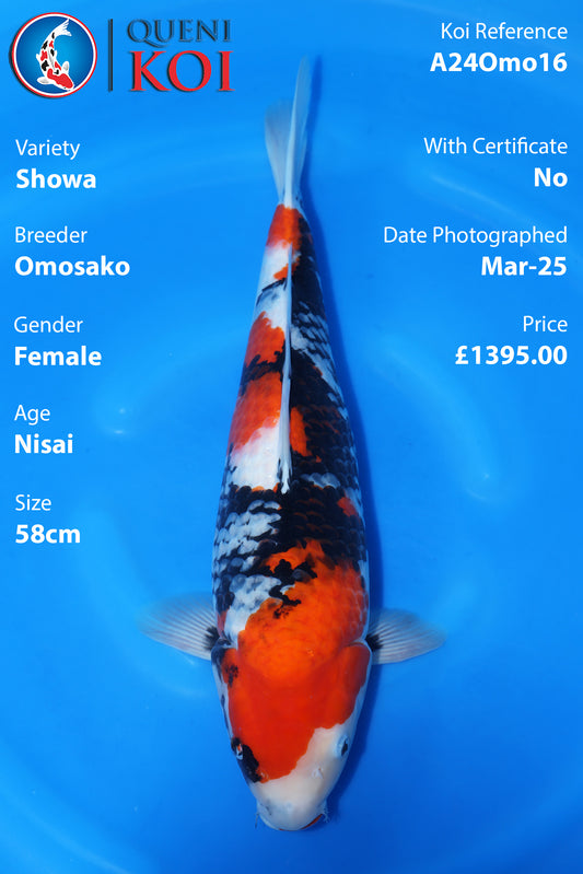Showa - A24Omo16
