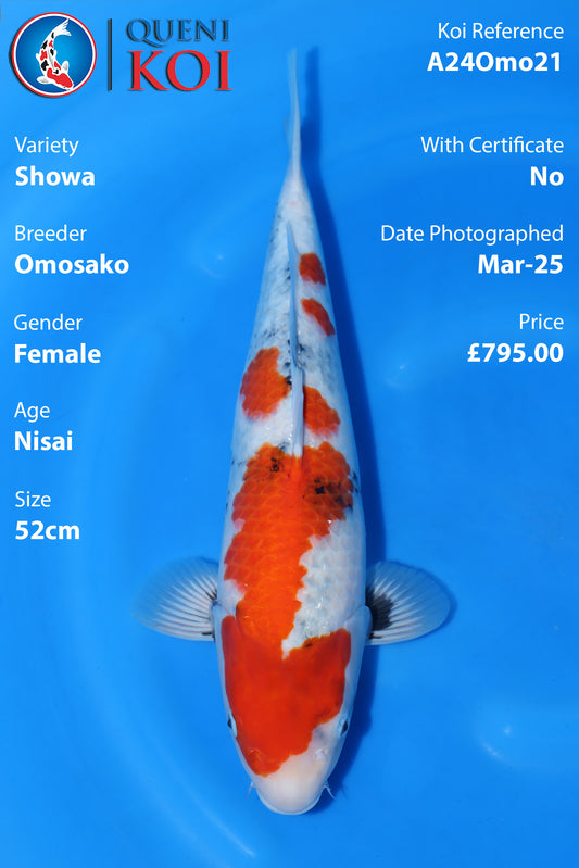 Showa - A24Omo21