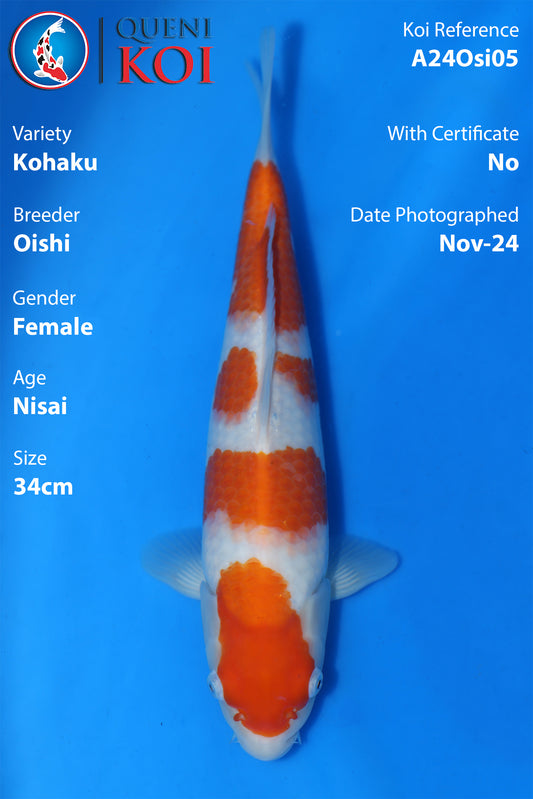 Kohaku - A24Osi05