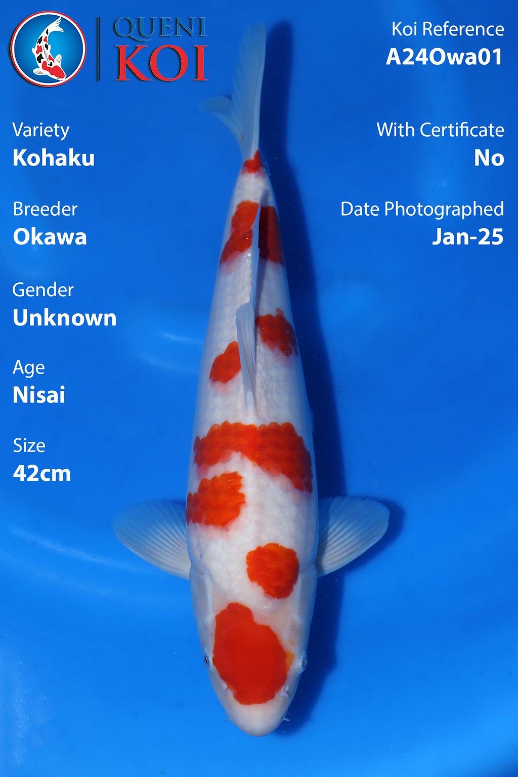 Kohaku - A24Owa01