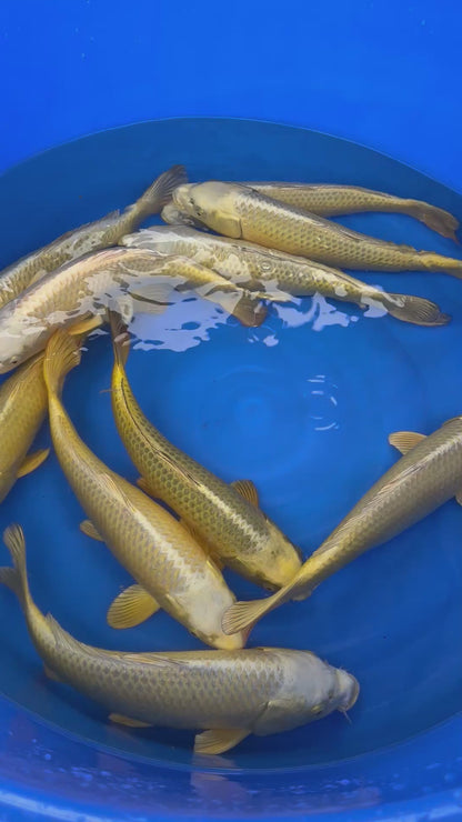 Izumiya Tosai Mukashi - S25IZM