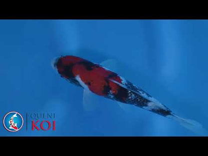 Gin Rin Showa - S25Auc51