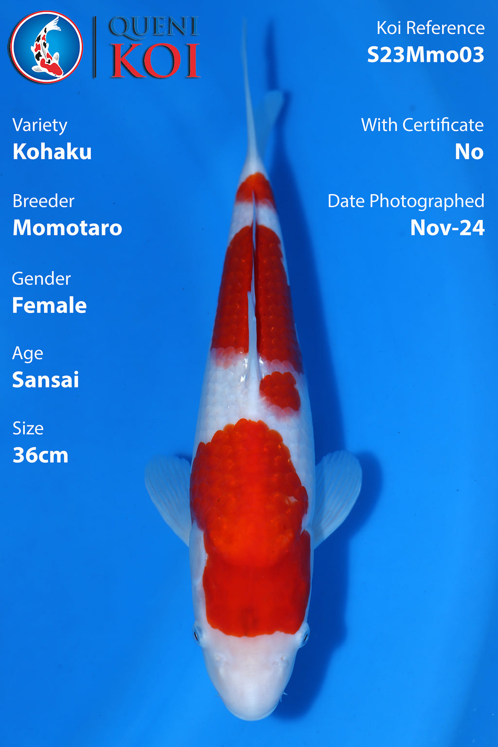 Kohaku - S23Mmo03