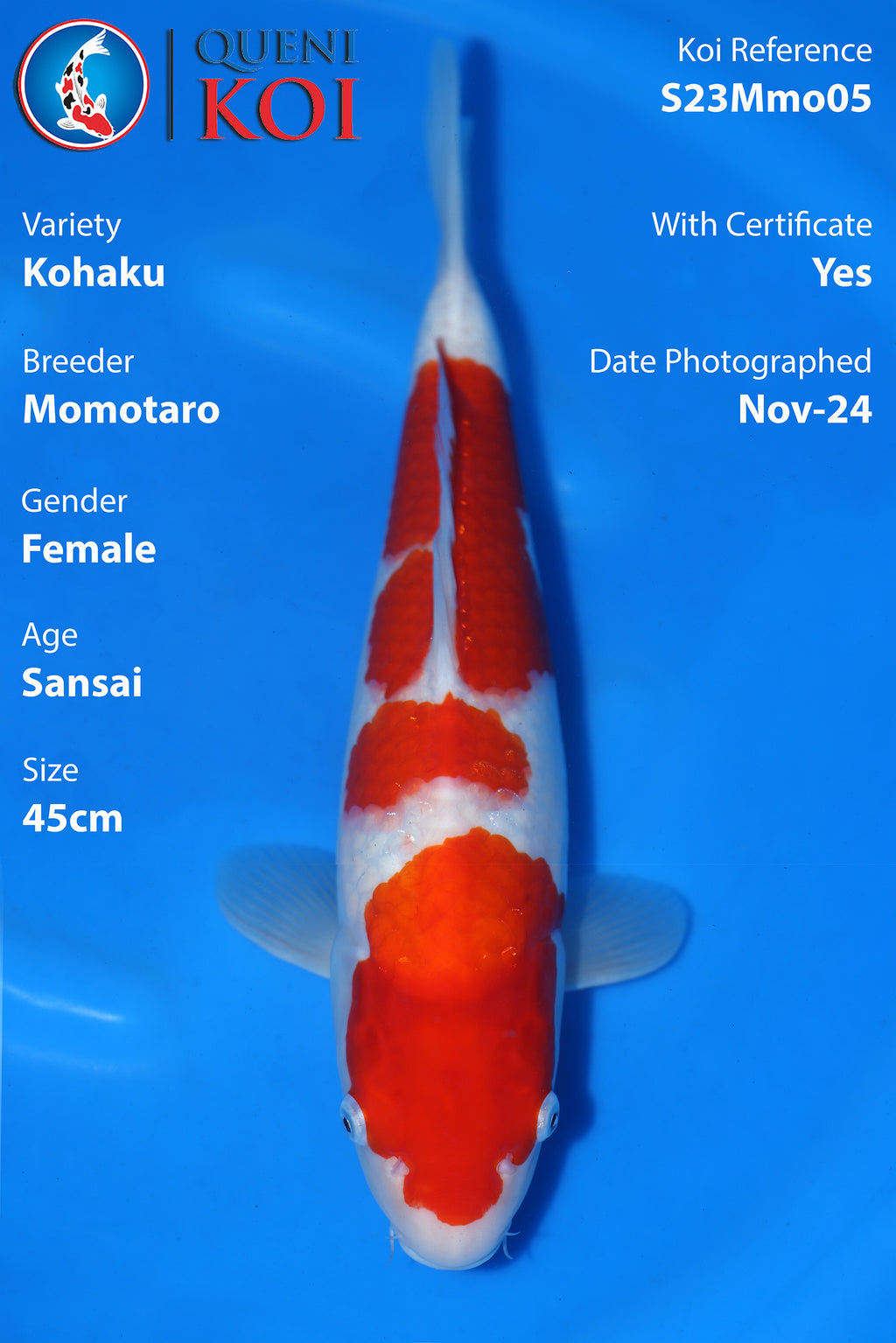 Kohaku - S23Mmo05