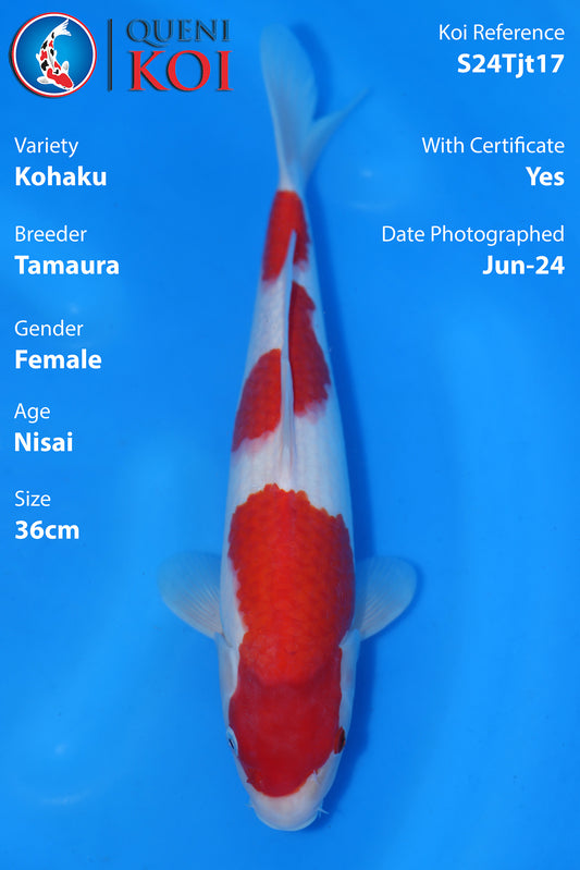 Kohaku - S24Tjt17