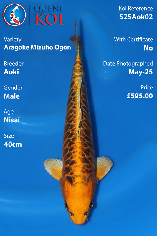 Aragoke Mizhuo Ogon - S25Aok02