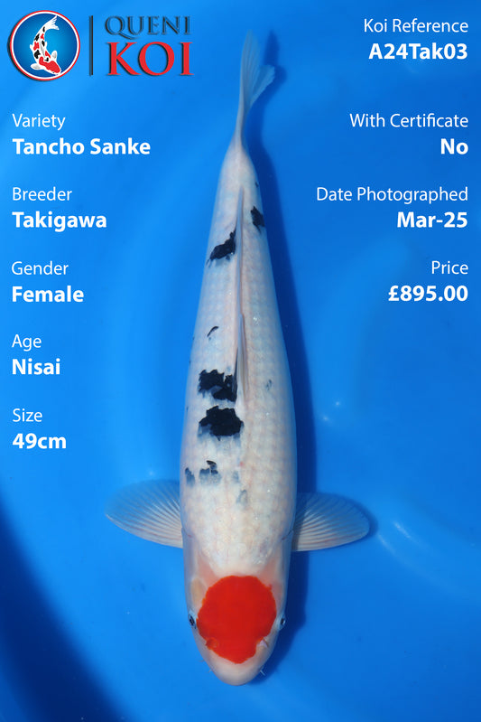 Tancho Sanke - A24Tak03