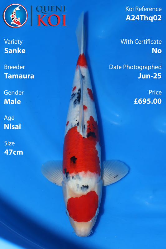Sanke - A24Thq02