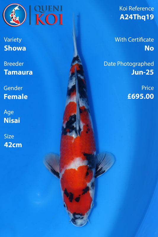 Showa - A24Thq19