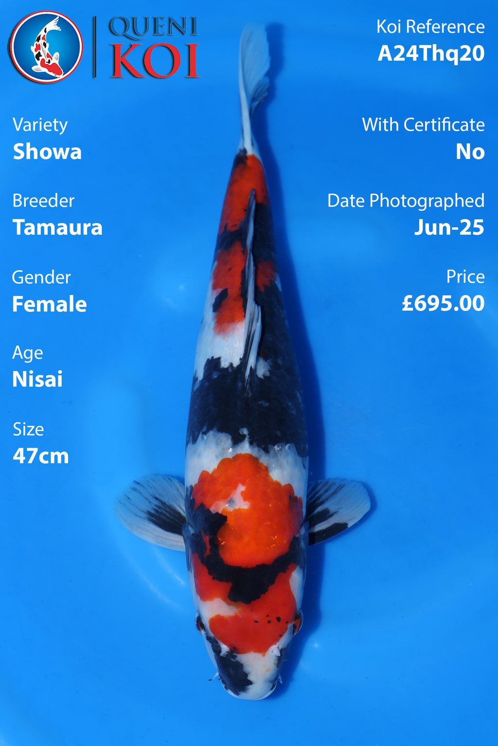 Showa - A24Thq20