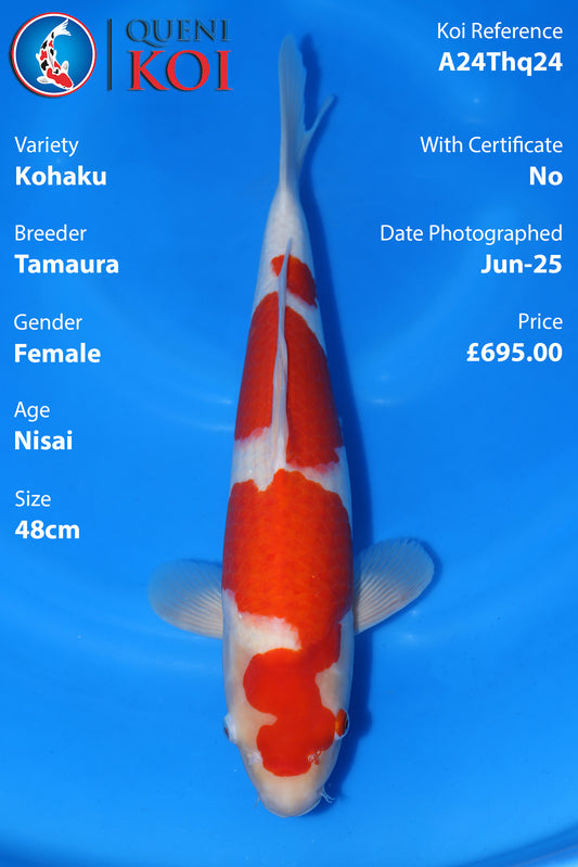 Kohaku - A24Thq24