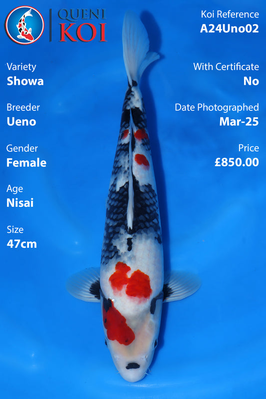 Showa - A24Uno02