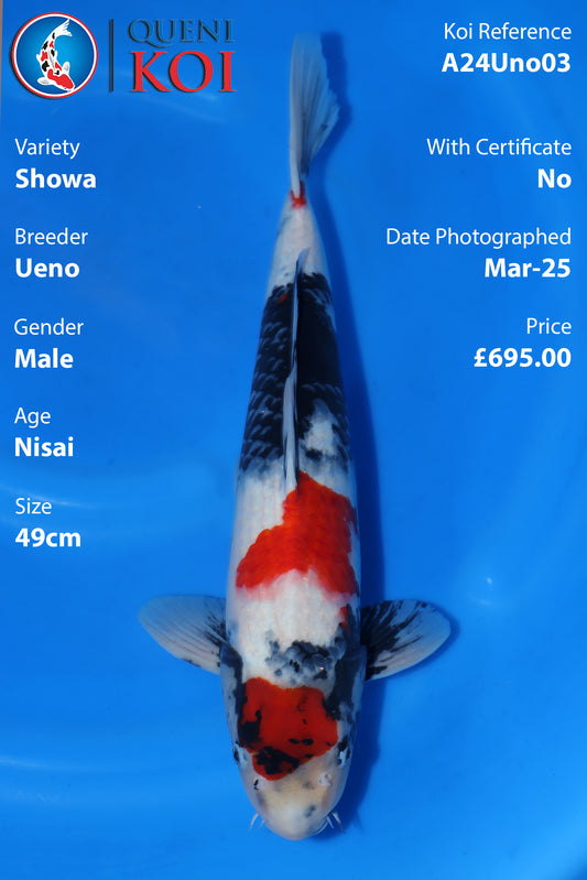 Showa - A24Uno03