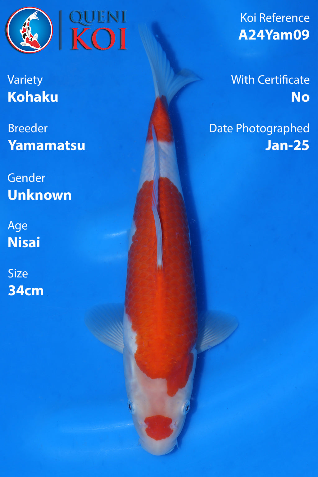 Kohaku - A24Yam09