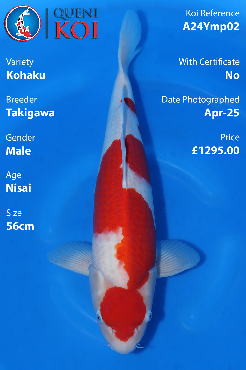 Kohaku - A24Ymp02